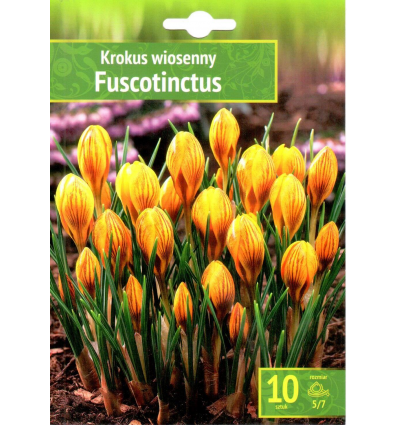 KROKAI PAVASARINIAI FUSCOTINCTUS