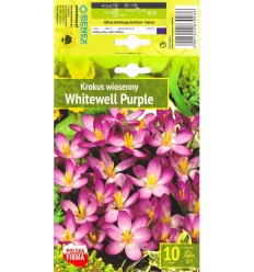 KROKAI PAVASARINIAI WHITEWELL PURPLE