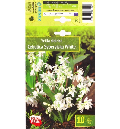 SCYLĖS SIBIRINĖS SIBERICA WHITE