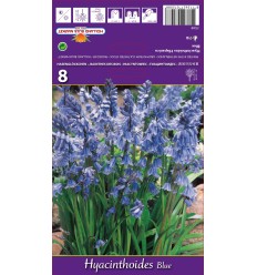 LINKSMĖS HYACINTHOIDES BLUE