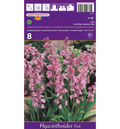 LINKSMĖS HYACINTHOIDES PINK