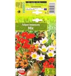 TULPĖS MIX BOTANICZNY