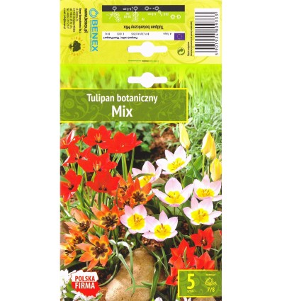 TULPĖS MIX BOTANICZNY